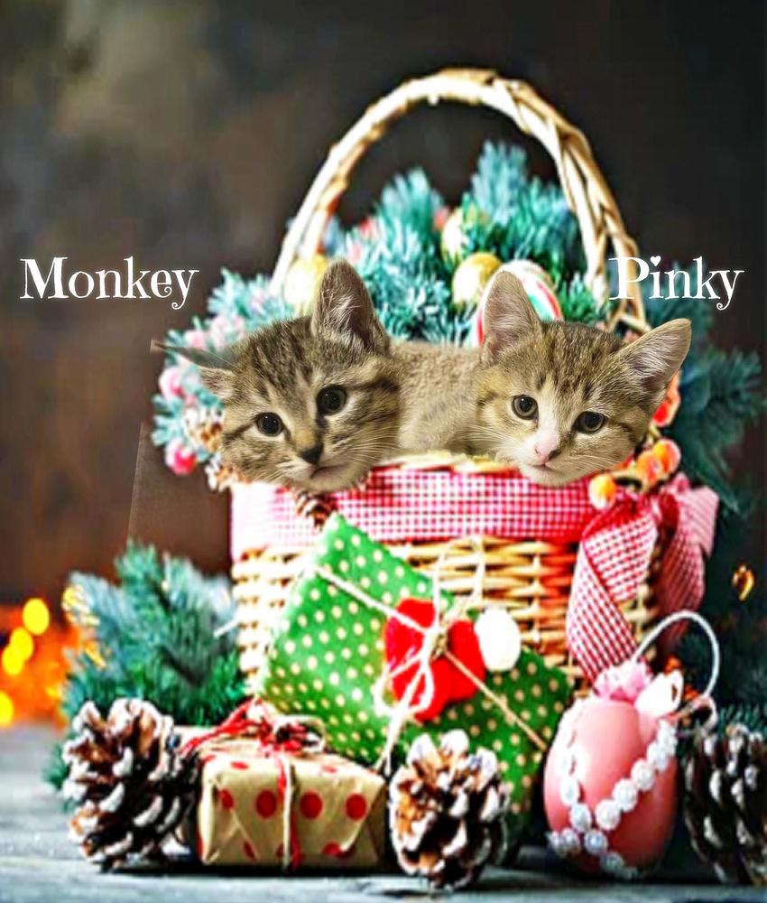 Enlarge Monkey *kitten*, a Adoptable Tabby in Culpeper, VA image 4/4