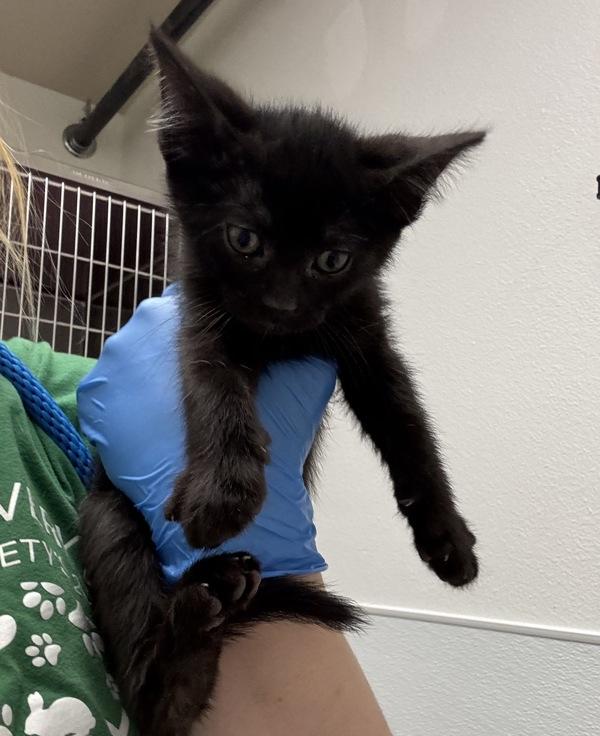 Enlarge Mars, a Adoptable mixed breed in Silverdale, WA image 1/2