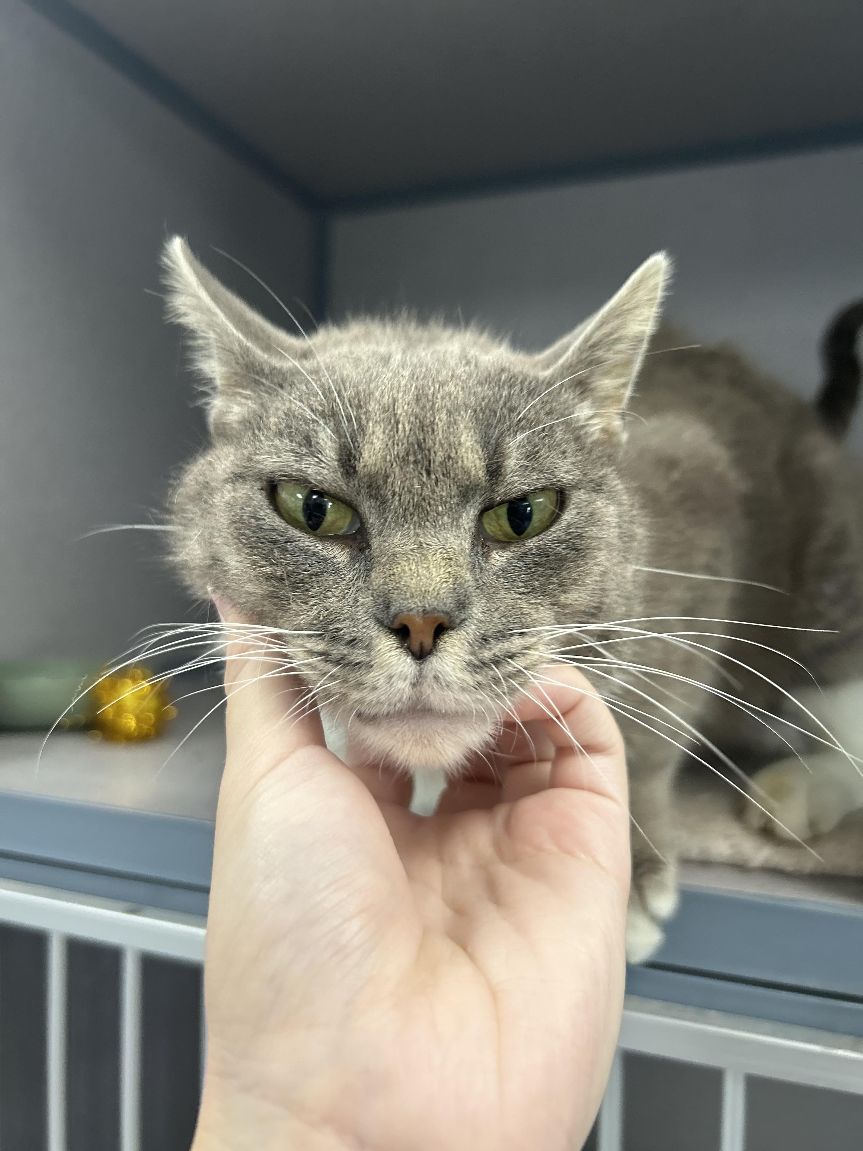 Enlarge Grandmother Willow, a ADOPTABLE Domestic Short Hair in Bardstown, KY image 2/4