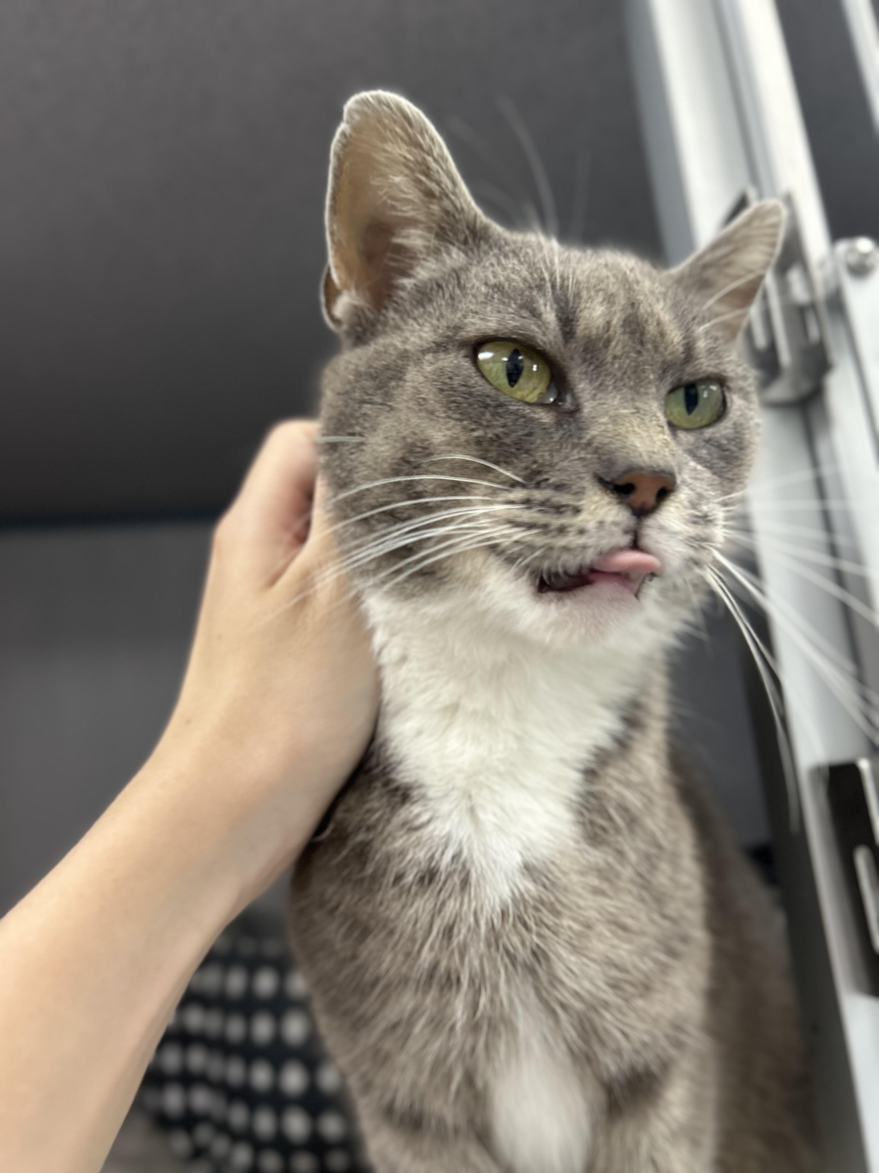 Enlarge Grandmother Willow, a ADOPTABLE Domestic Short Hair in Bardstown, KY image 4/4