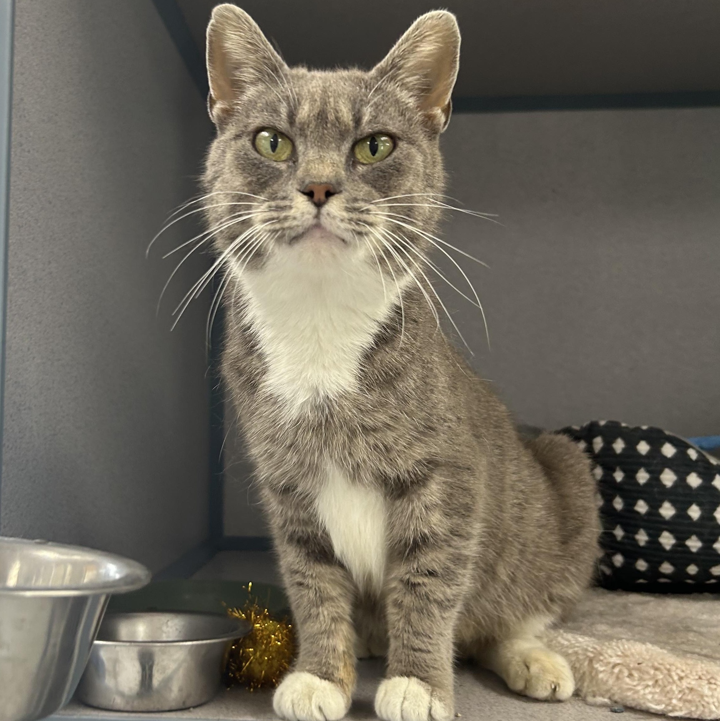 Grandmother Willow, ADOPTABLE, Adult Female Domestic Short Hair.