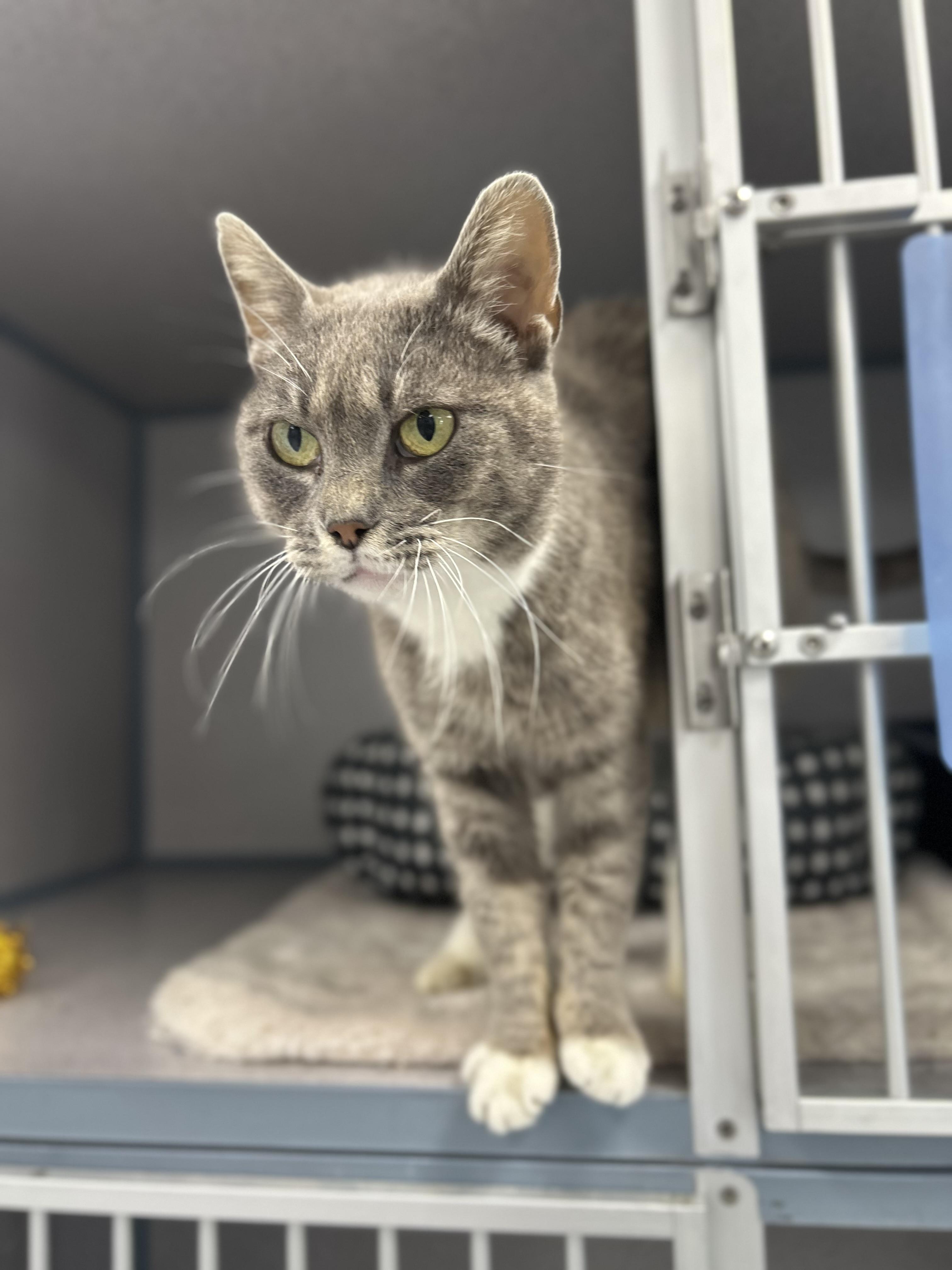 Enlarge Grandmother Willow, a ADOPTABLE Domestic Short Hair in Bardstown, KY image 3/4