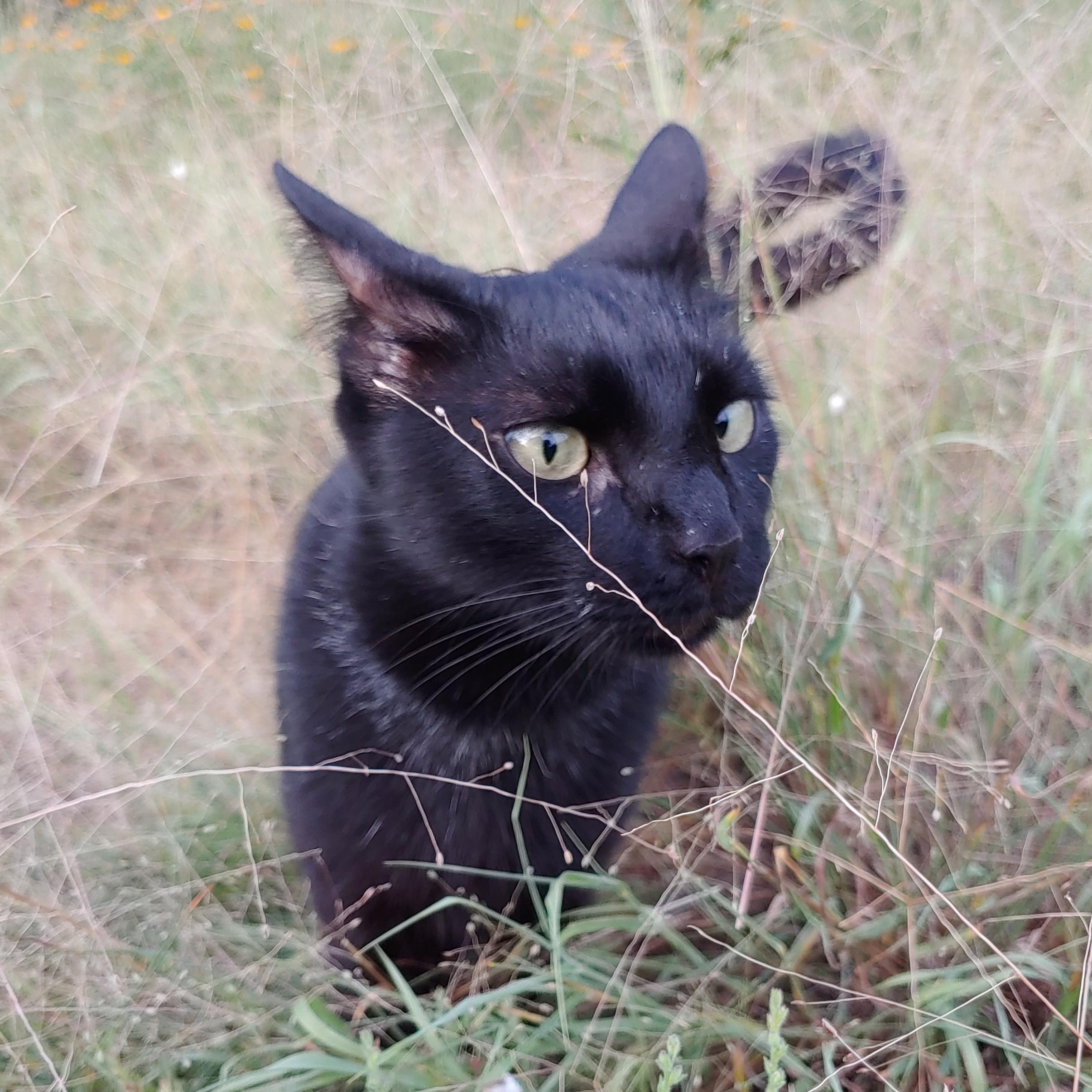 Charles, Adoptable, Adult Male Domestic Short Hair.