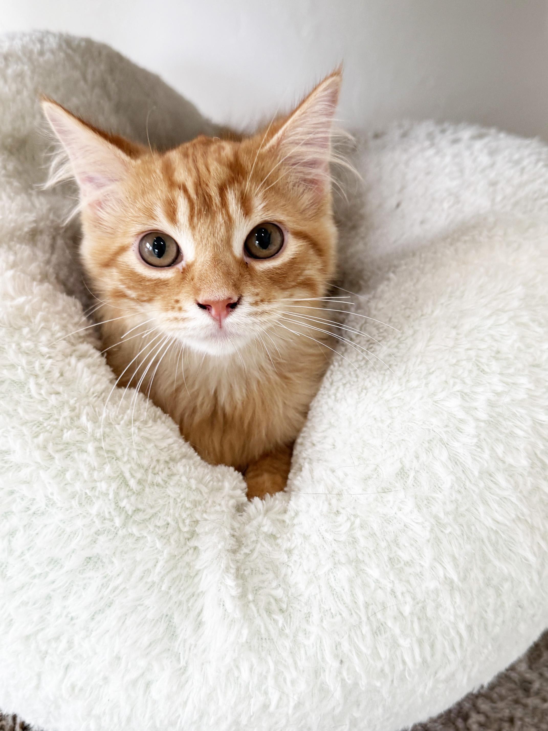 Dunkin - adorable little floofy sweetheart, ADOPTABLE, Kitten Male Domestic Long Hair.