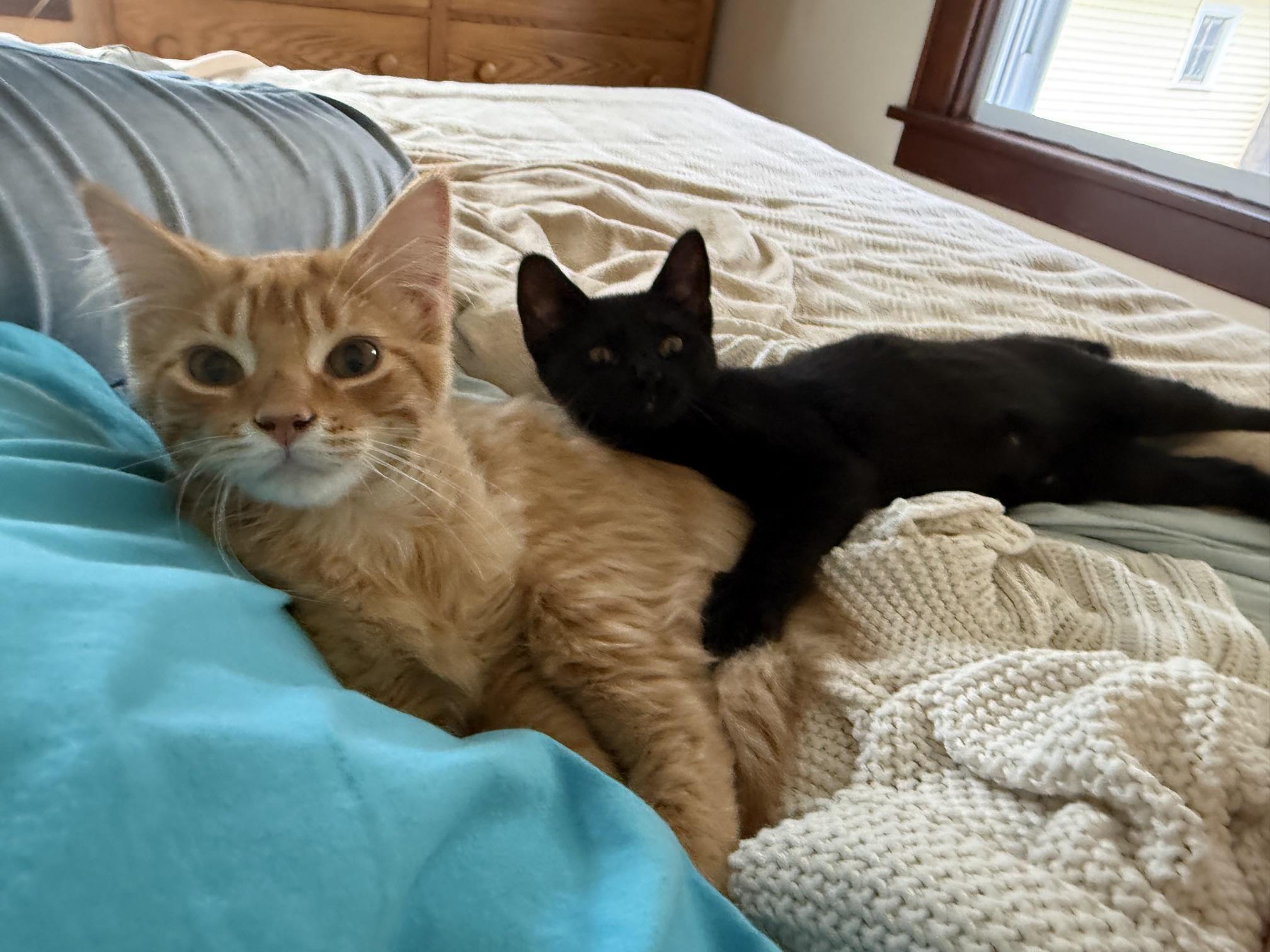 Dunkin - adorable little floofy sweetheart, a ADOPTABLE Domestic Long Hair in Neenah, WI image 5/6