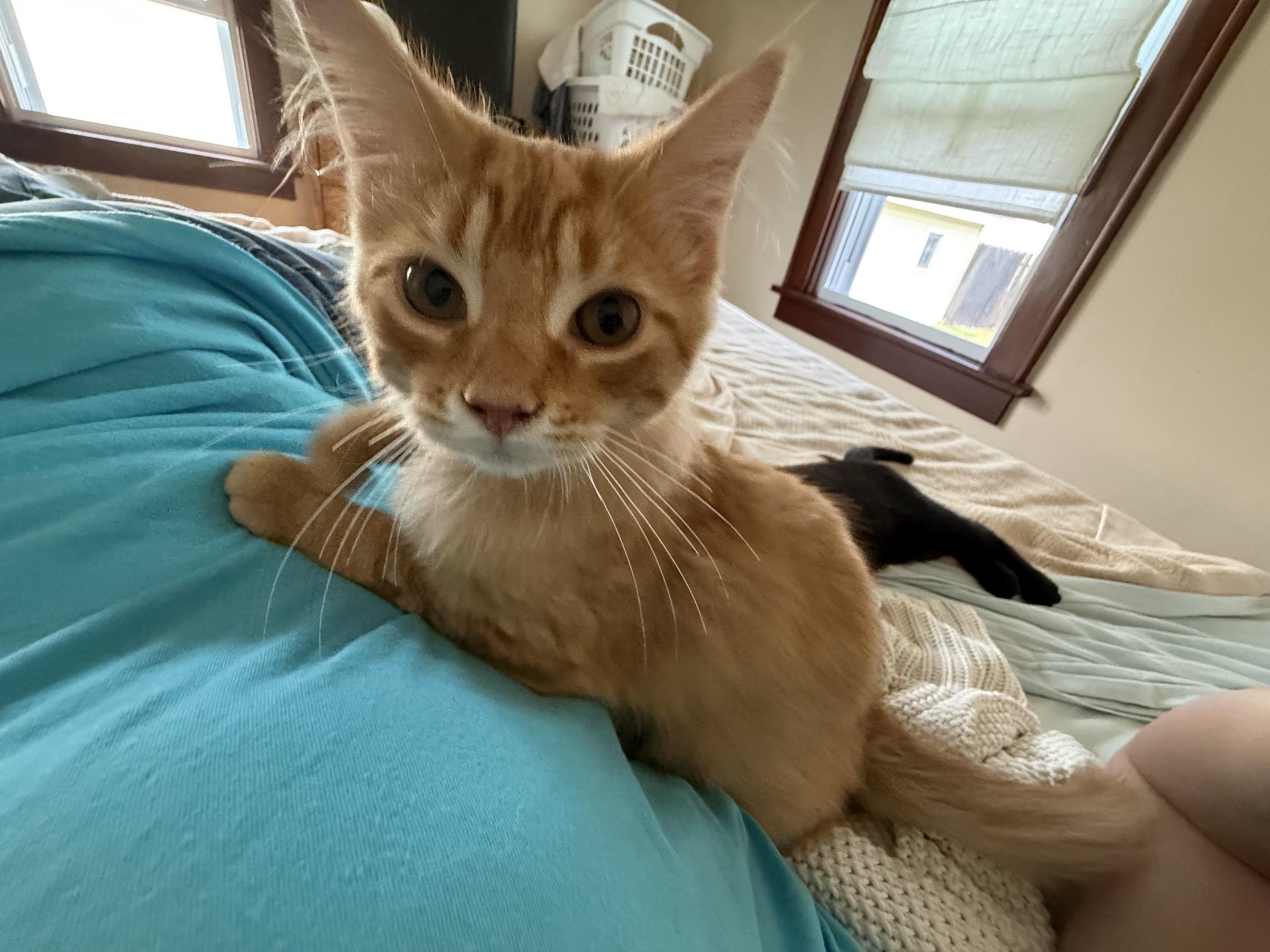 Dunkin - adorable little floofy sweetheart, a ADOPTABLE Domestic Long Hair in Neenah, WI image 2/6