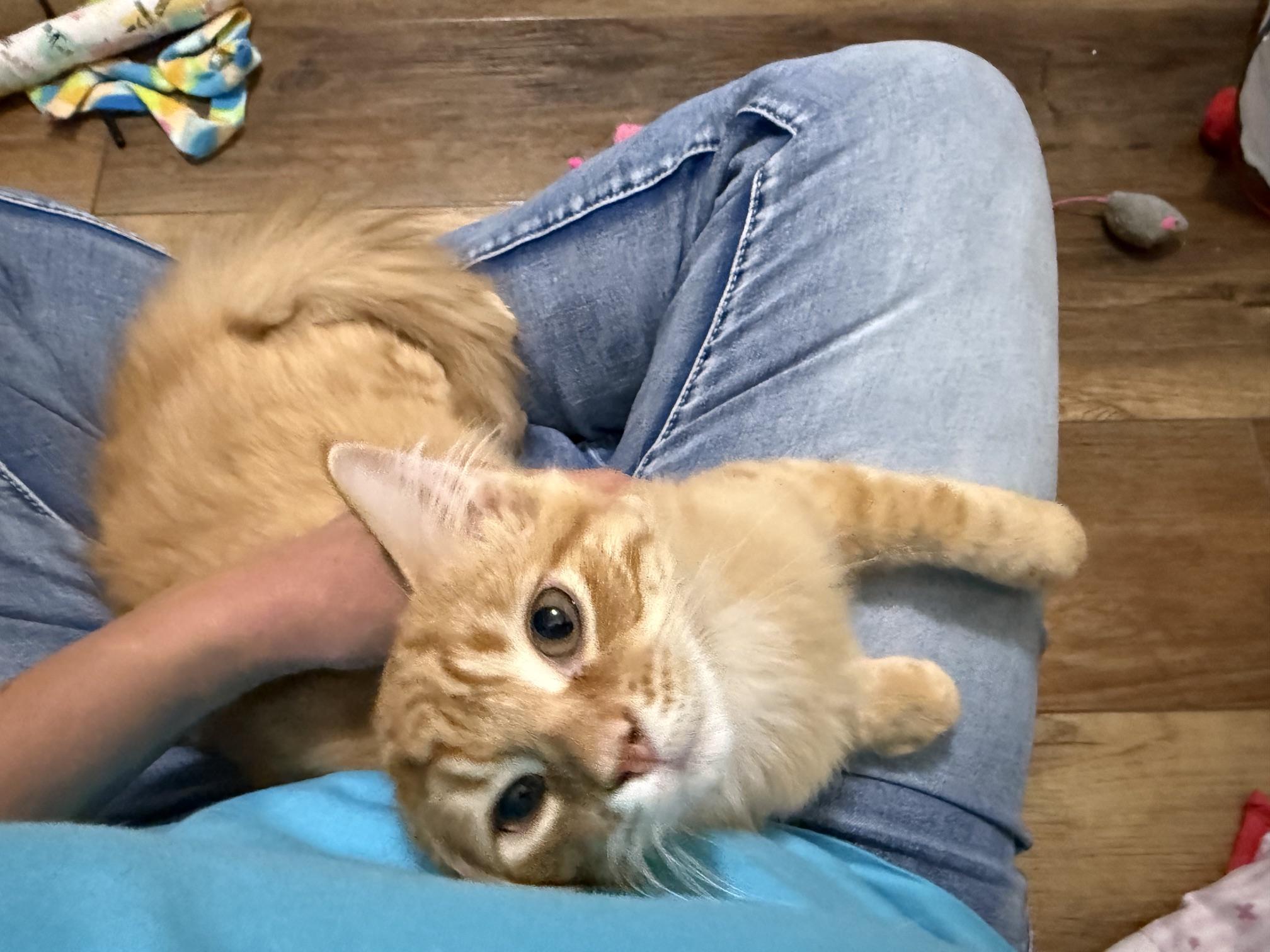 Dunkin - adorable little floofy sweetheart, a ADOPTABLE Domestic Long Hair in Neenah, WI image 3/6