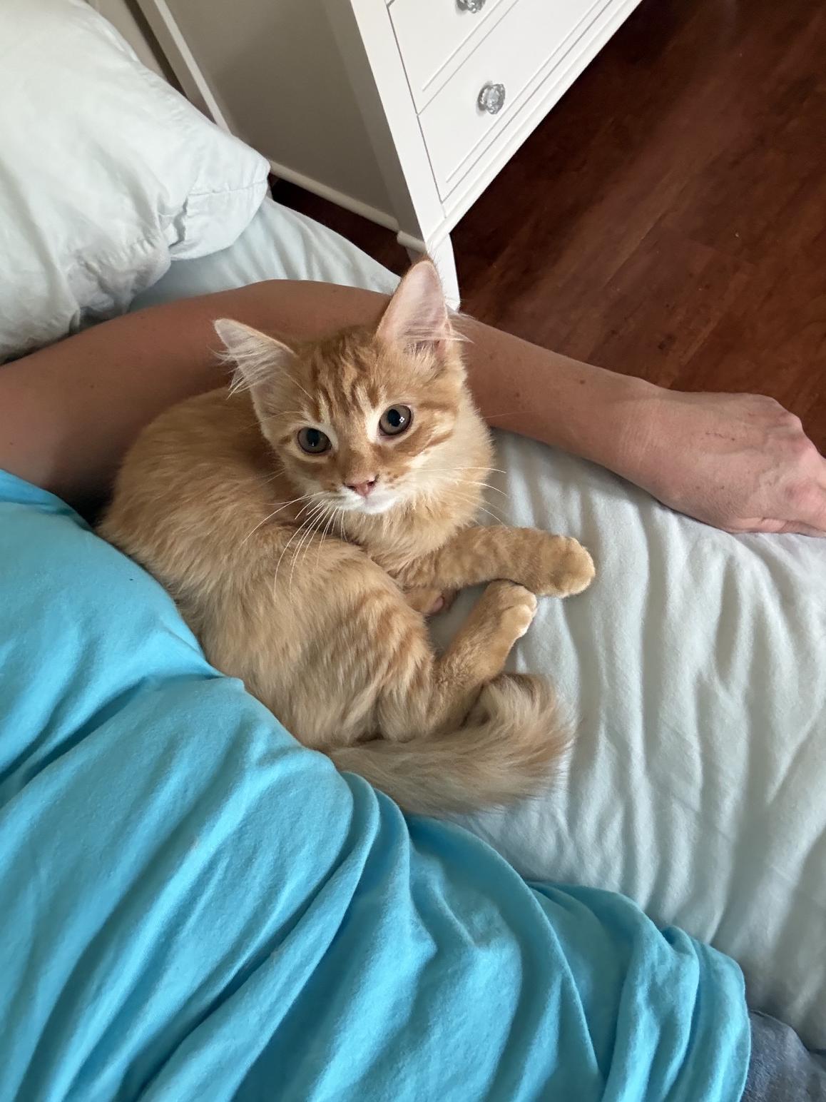 Dunkin - adorable little floofy sweetheart, a ADOPTABLE Domestic Long Hair in Neenah, WI image 4/6