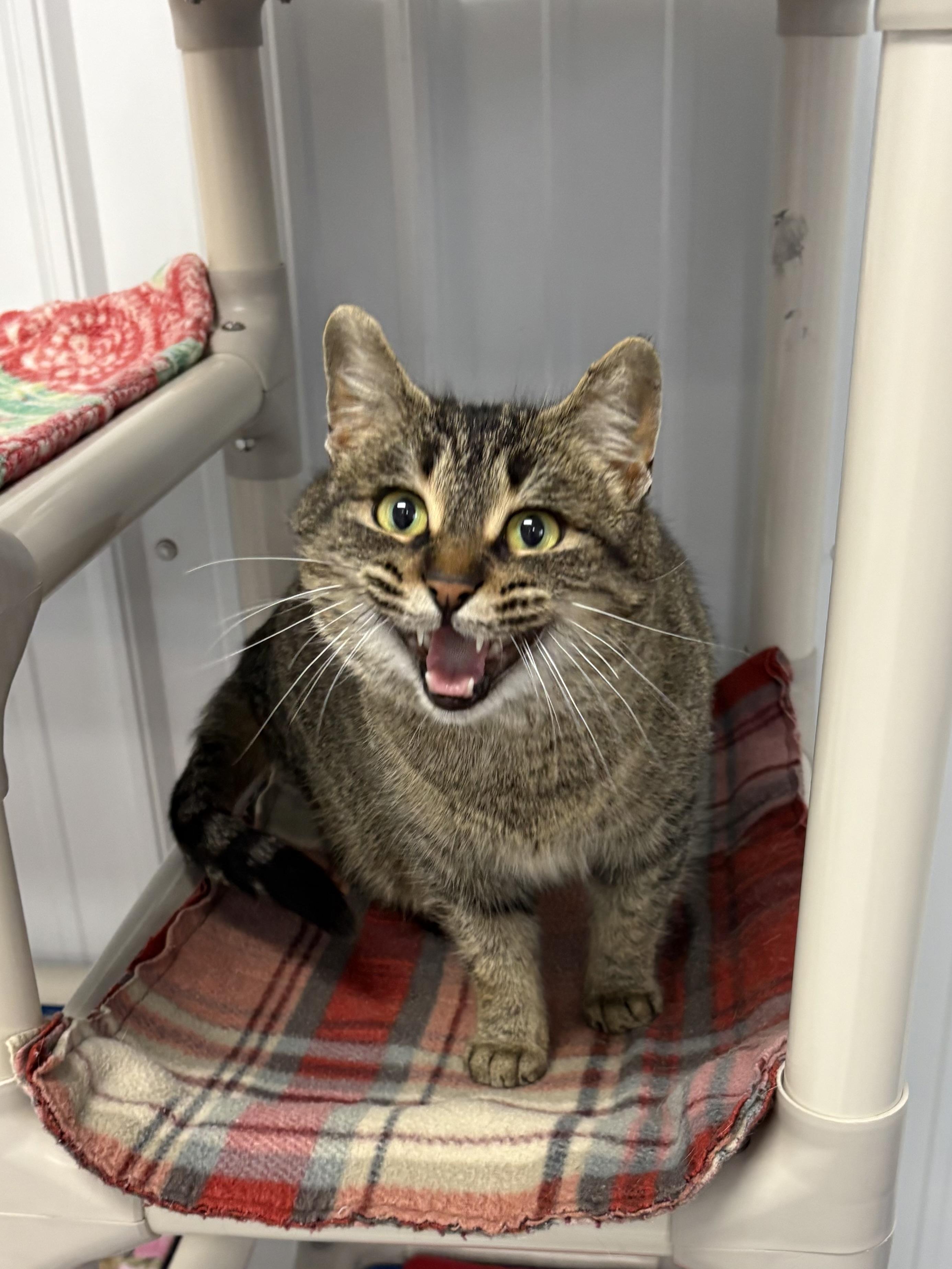 Enlarge Millie, a ADOPTABLE American Shorthair in Big Rapids, MI image 1/3