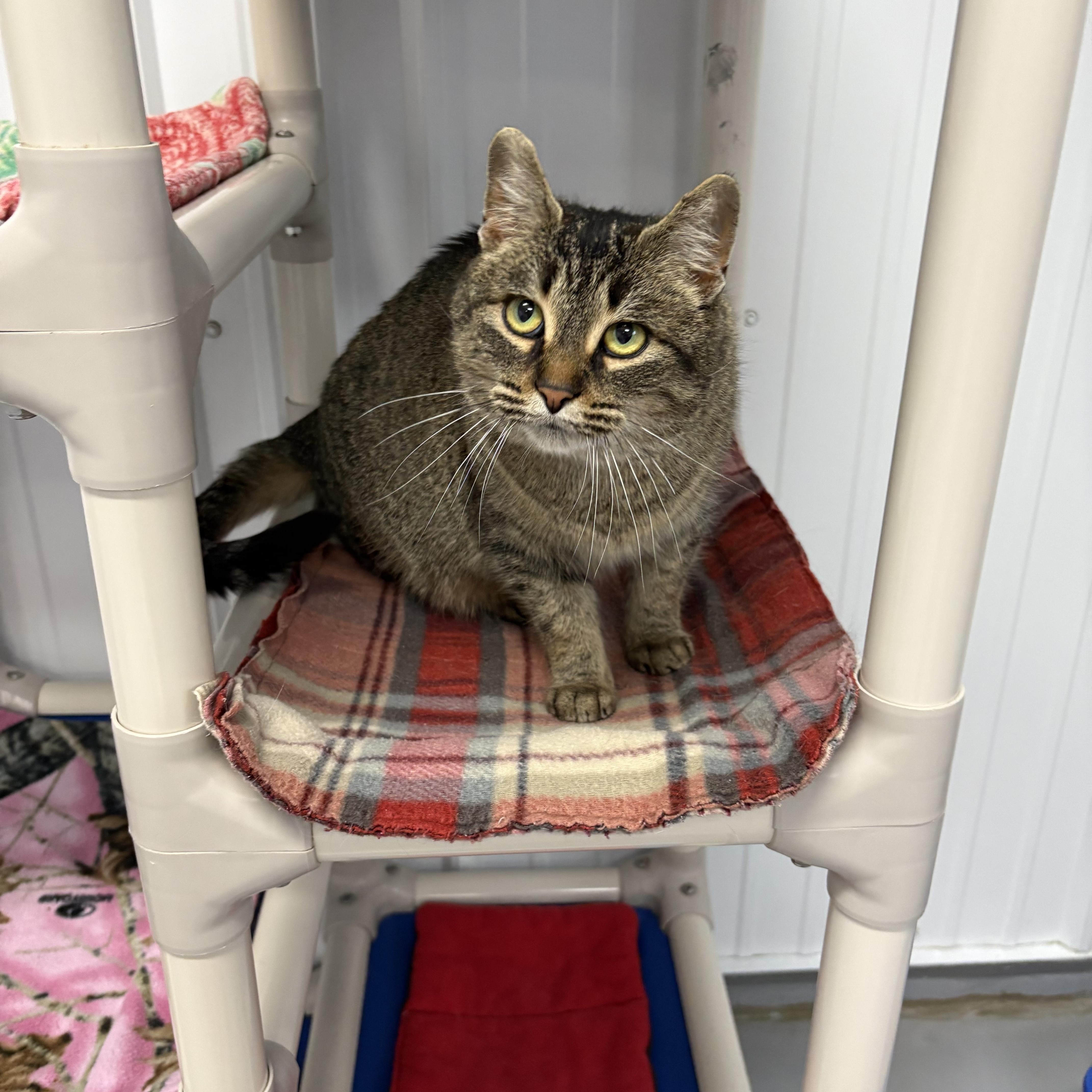Enlarge Millie, a ADOPTABLE American Shorthair in Big Rapids, MI image 3/3