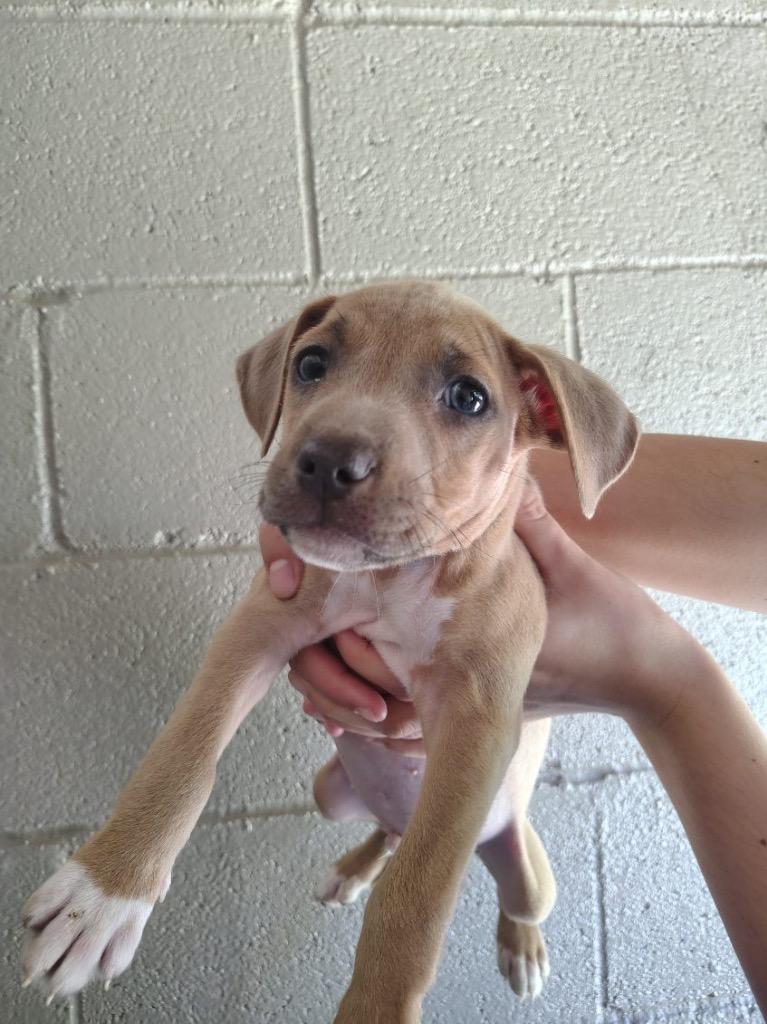 Gumball, Adoptable, Puppy Male Pit Bull Terrier.