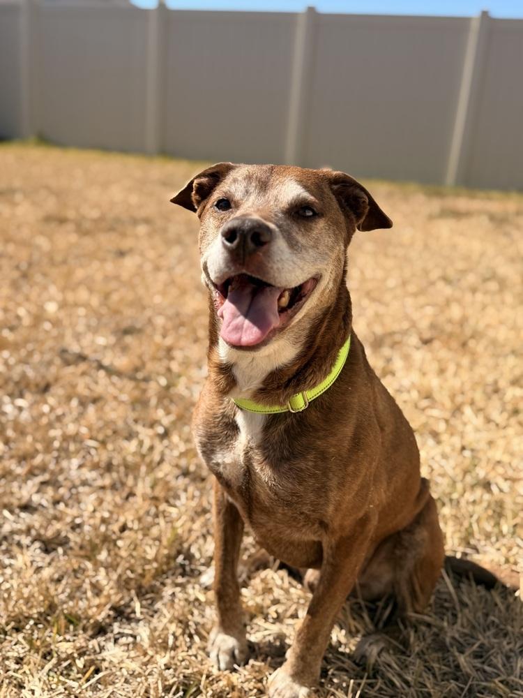 Hunter, a Adoptable mixed breed in Lakeland, FL image 2/6