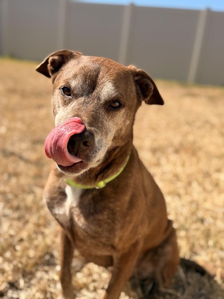 Hunter, a Adoptable mixed breed in Lakeland, FL image 3/6