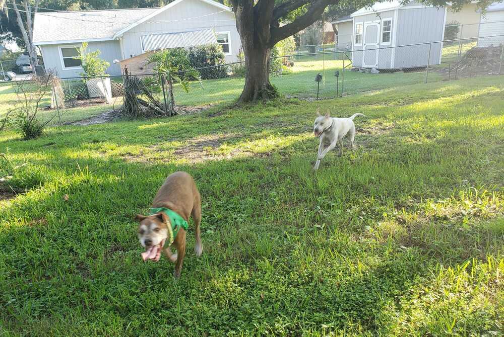 Hunter, a Adoptable mixed breed in Lakeland, FL image 3/6