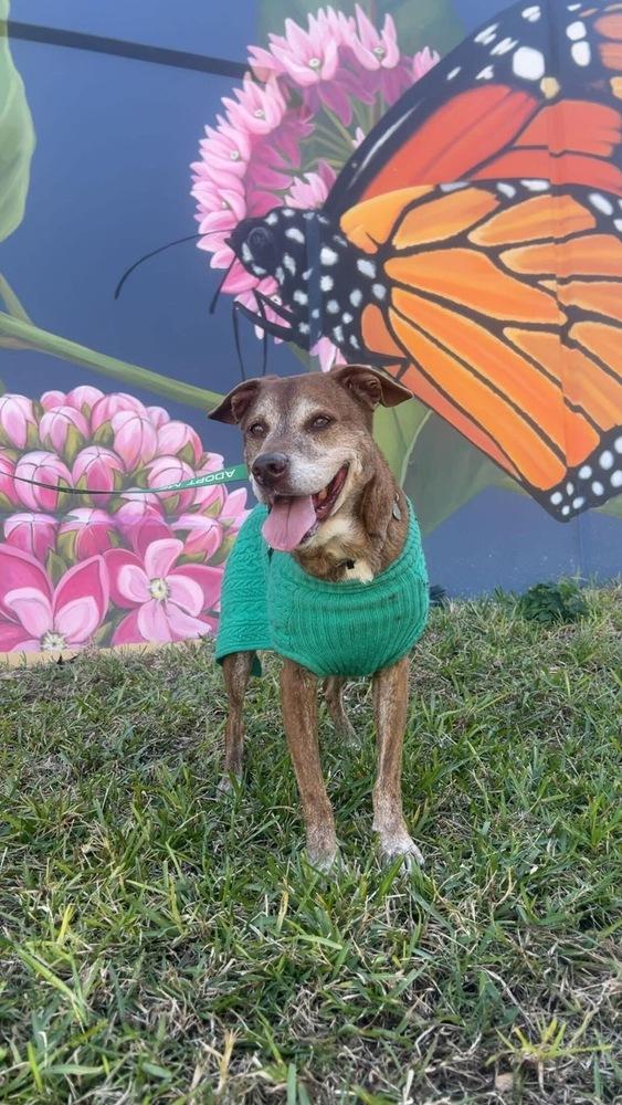 Hunter, a Adoptable mixed breed in Lakeland, FL image 4/6