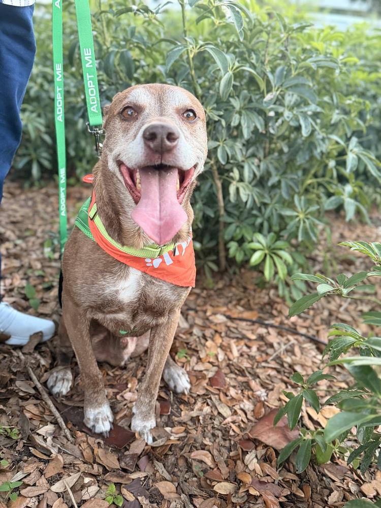 Hunter, a Adoptable mixed breed in Lakeland, FL image 5/6