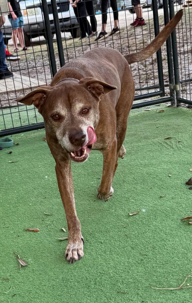 Hunter, a Adoptable mixed breed in Lakeland, FL image 6/6