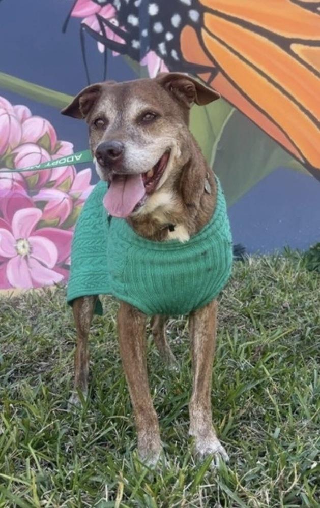 Enlarge Hunter, a Adoptable mixed breed in Lakeland, FL image 6/6