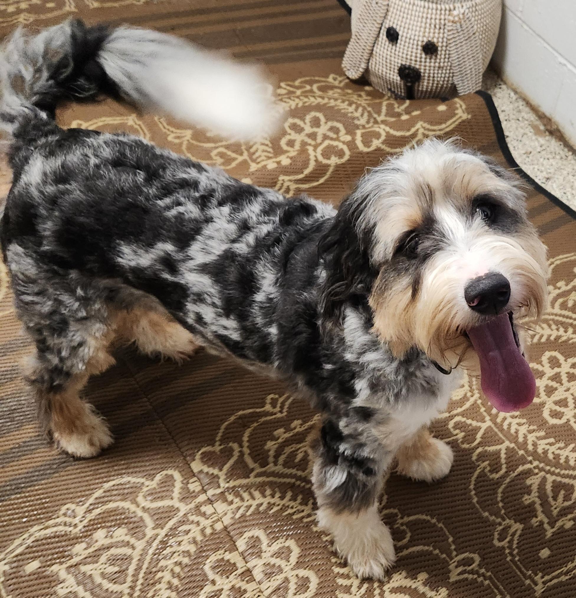 Levi( mini), Adopted, Young Male Bernedoodle.