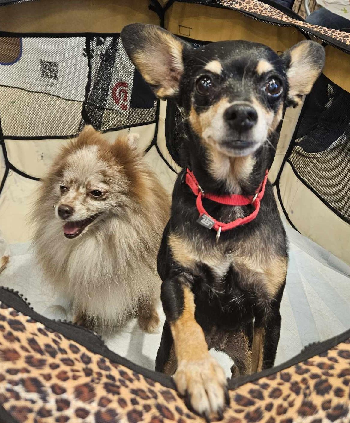 Enlarge Tinkerbelle, a Adopted mixed breed in Virginia Beach, VA image 1/6