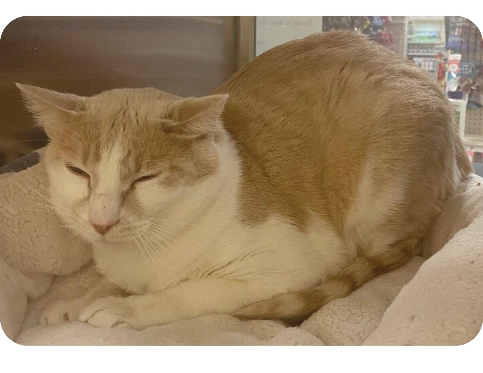 Jasper "Morrison", Adoptable, Adult Male Domestic Short Hair.