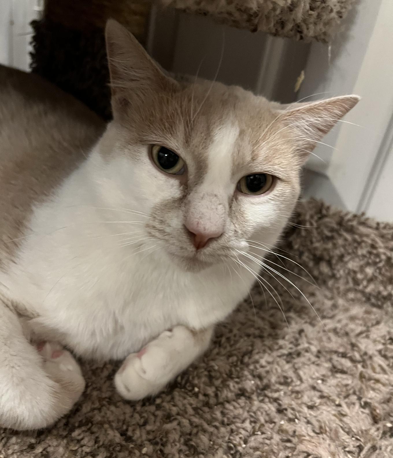 Jasper "Morrison", a Adoptable Domestic Short Hair in Frisco, TX image 2/3