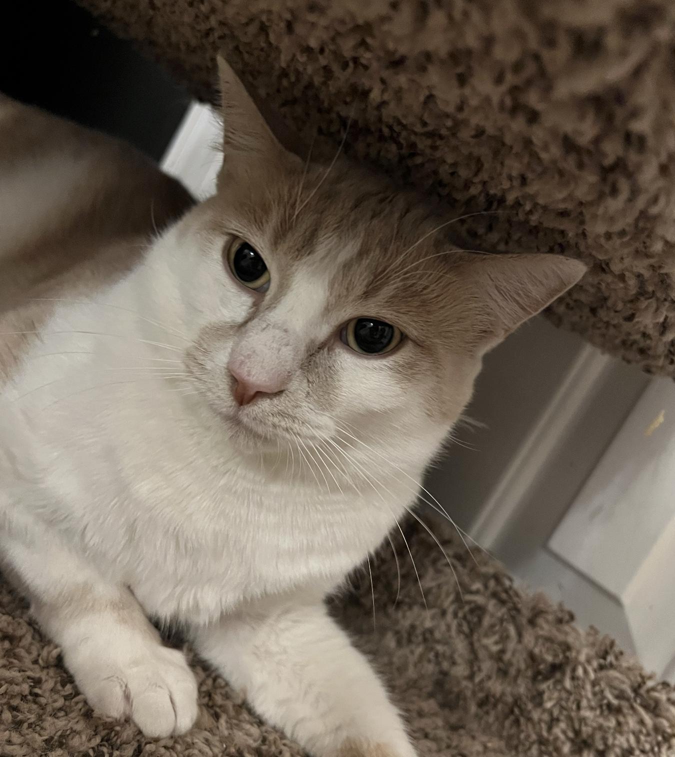 Jasper "Morrison", a Adoptable Domestic Short Hair in Frisco, TX image 3/3