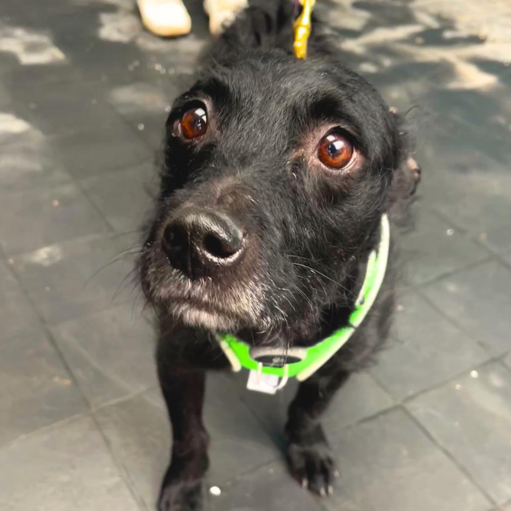 Elmo, a Adoptable Terrier in Philadelphia, PA image 1/4