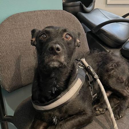 Enlarge Elmo, a Adoptable Terrier in Philadelphia, PA image 2/6