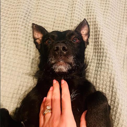 Enlarge Elmo, a Adoptable Terrier in Philadelphia, PA image 2/6