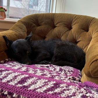 Enlarge Elmo, a Adoptable Terrier in Philadelphia, PA image 3/6