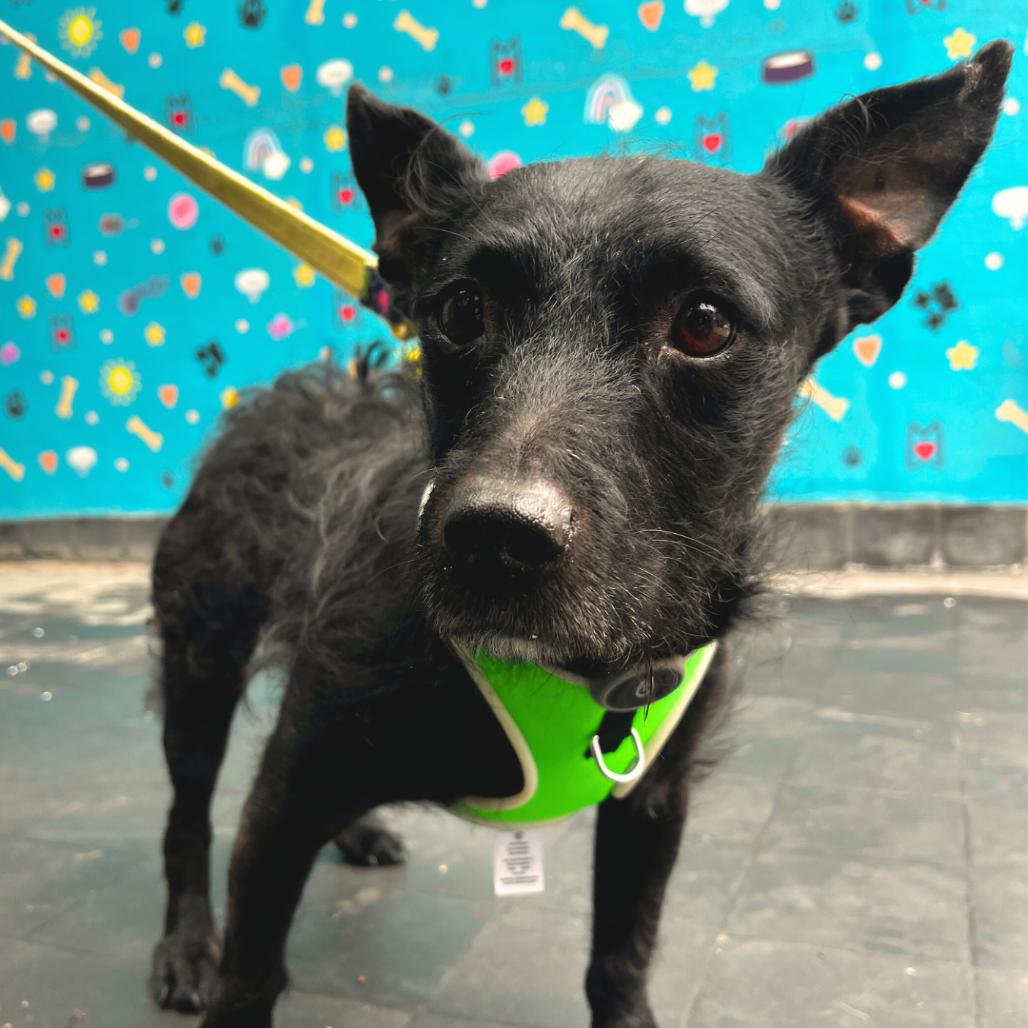 Elmo, a Adoptable Terrier in Philadelphia, PA image 2/4