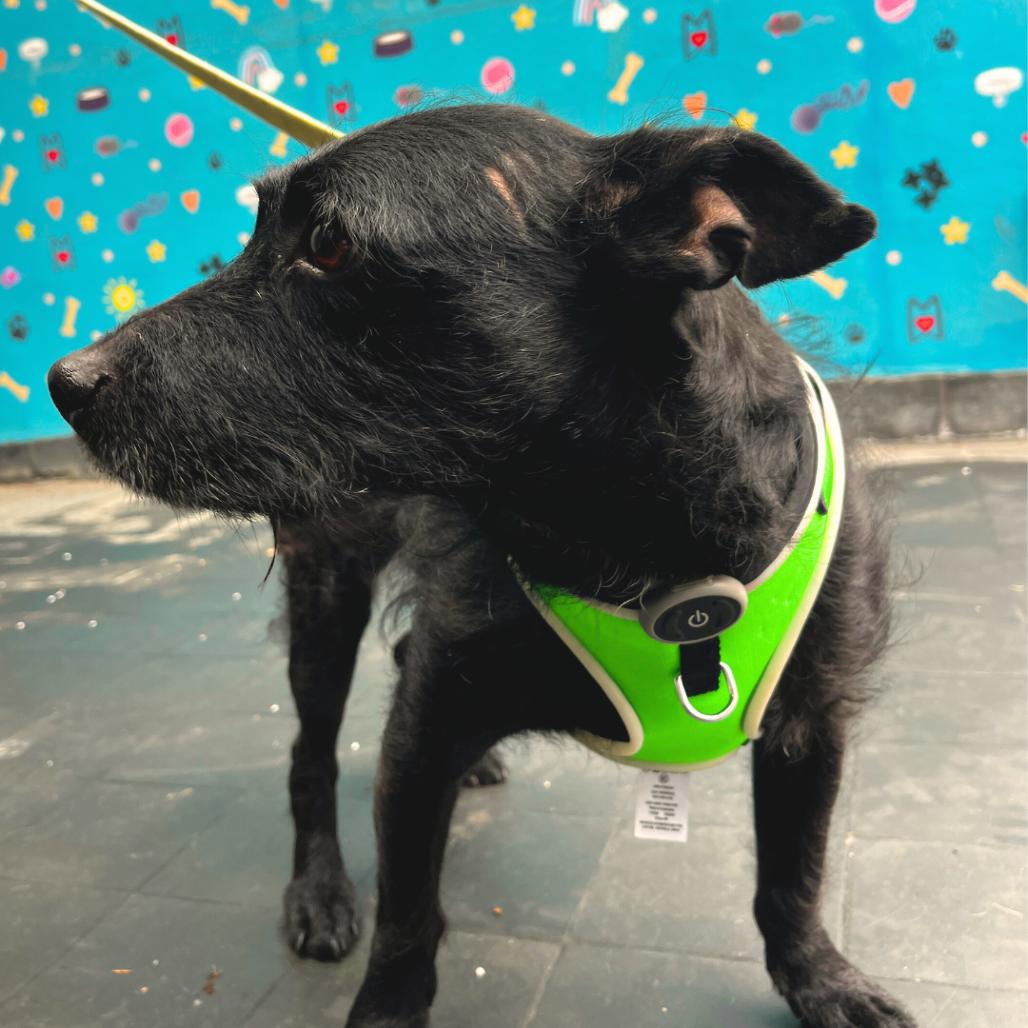 Elmo, a Adoptable Terrier in Philadelphia, PA image 3/4