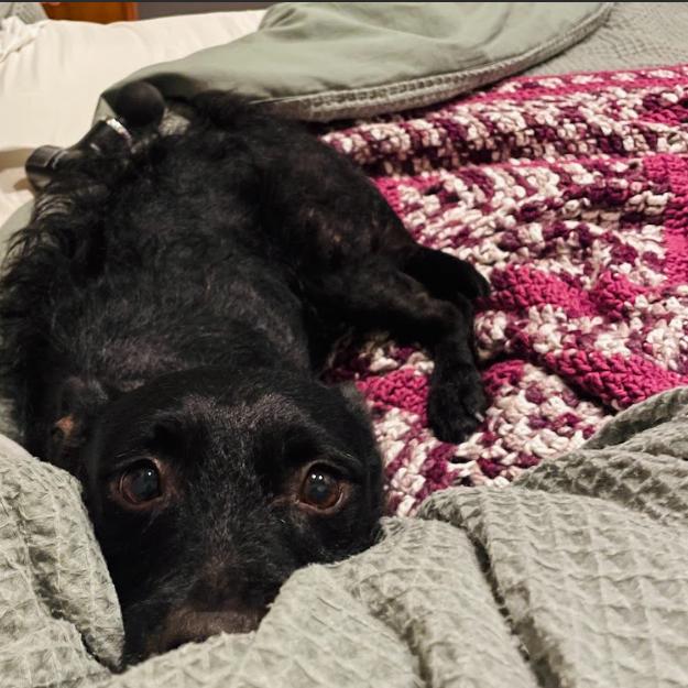 Enlarge Elmo, a Adoptable Terrier in Philadelphia, PA image 6/6