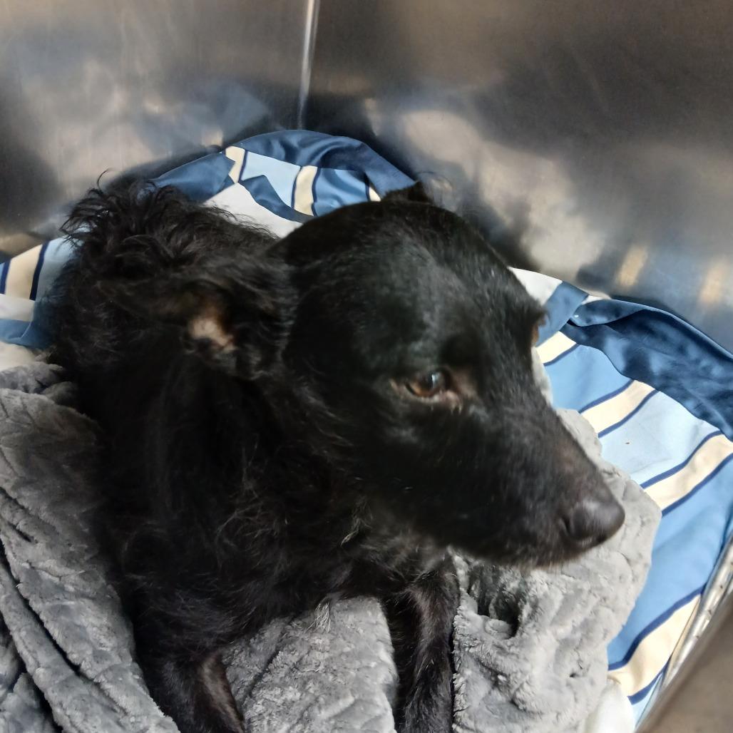 Elmo, a Adoptable Terrier in Philadelphia, PA image 4/4