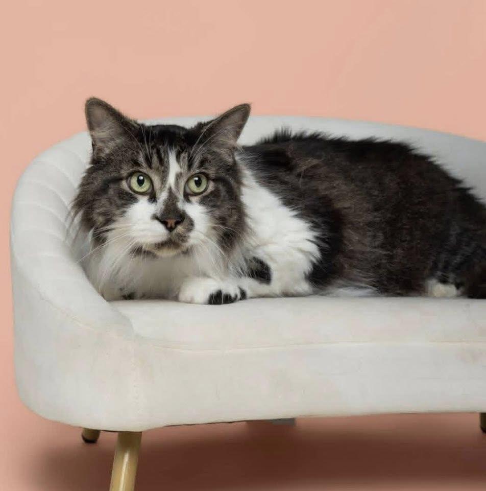 Enlarge Benji, a Adoptable Domestic Long Hair in Wilmington, NC image 1/1