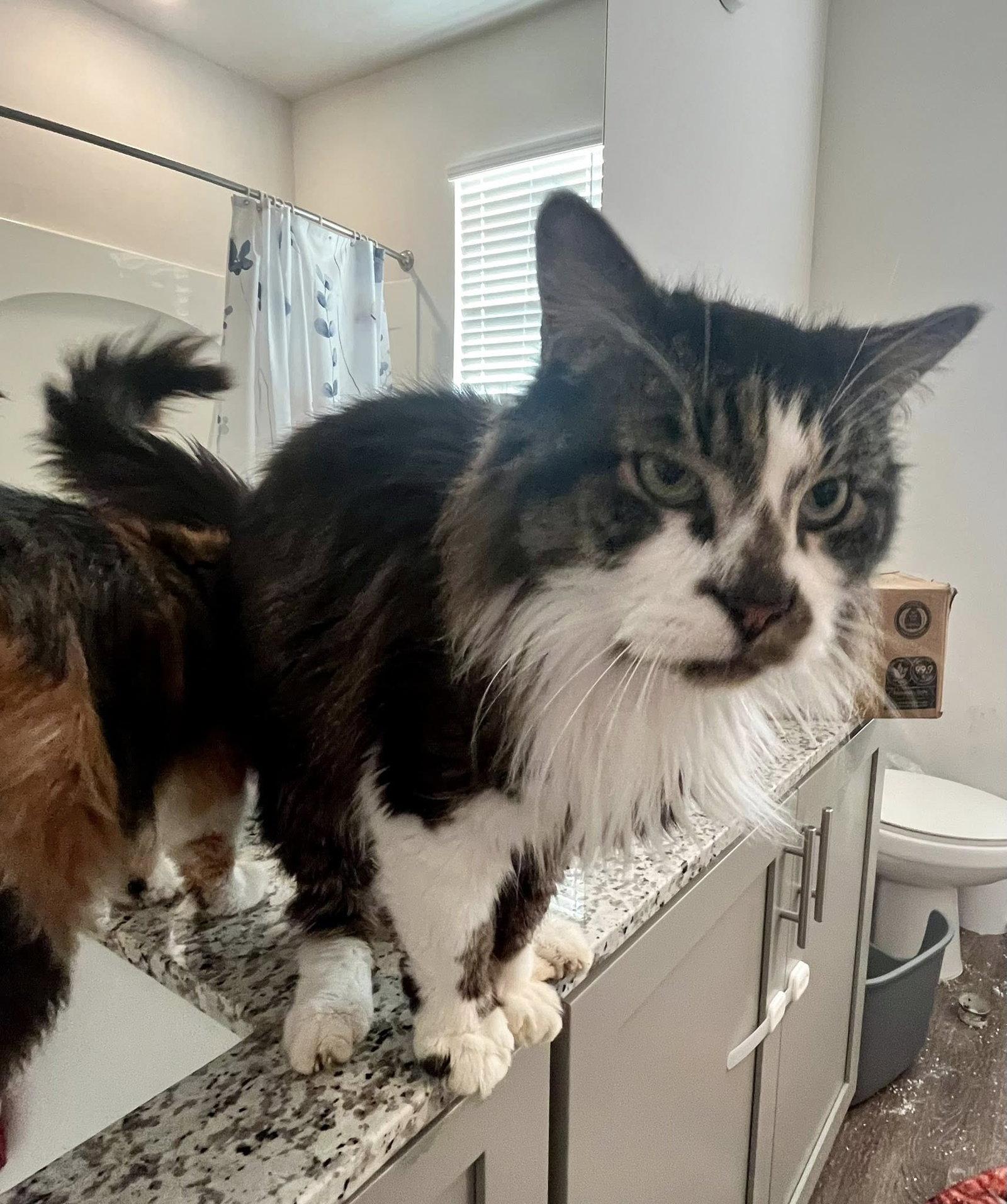 Enlarge Benji, a Adoptable Domestic Long Hair in Wilmington, NC image 1/1