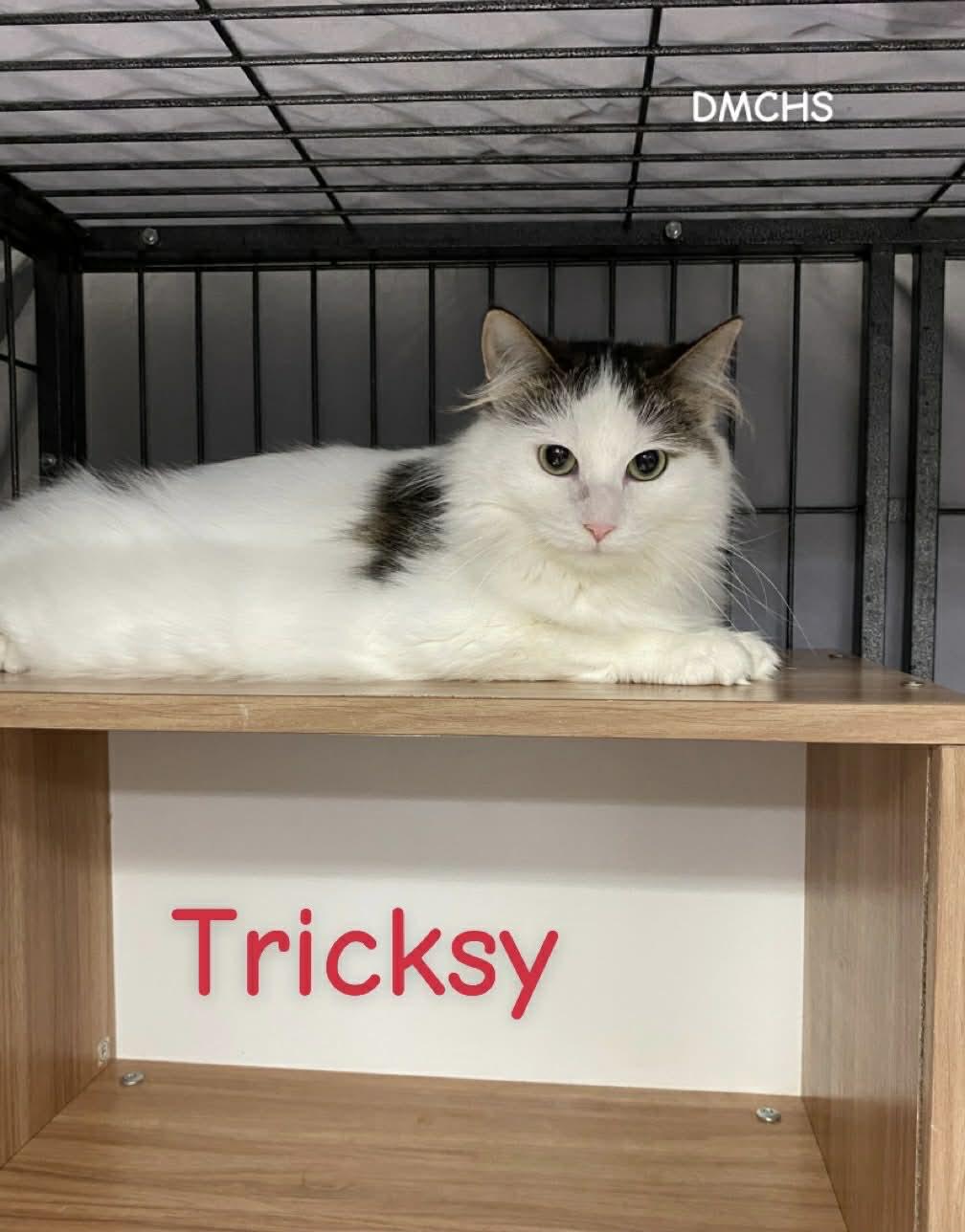 Enlarge Tricksy, a Adoptable Domestic Medium Hair in Burlington, IA image 1/3