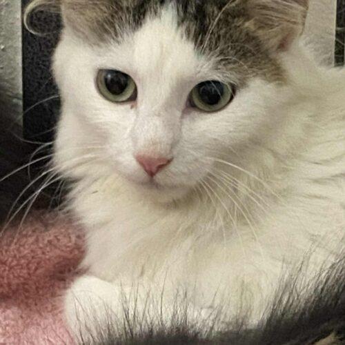 Enlarge Tricksy, a Adoptable Domestic Medium Hair in Burlington, IA image 2/3