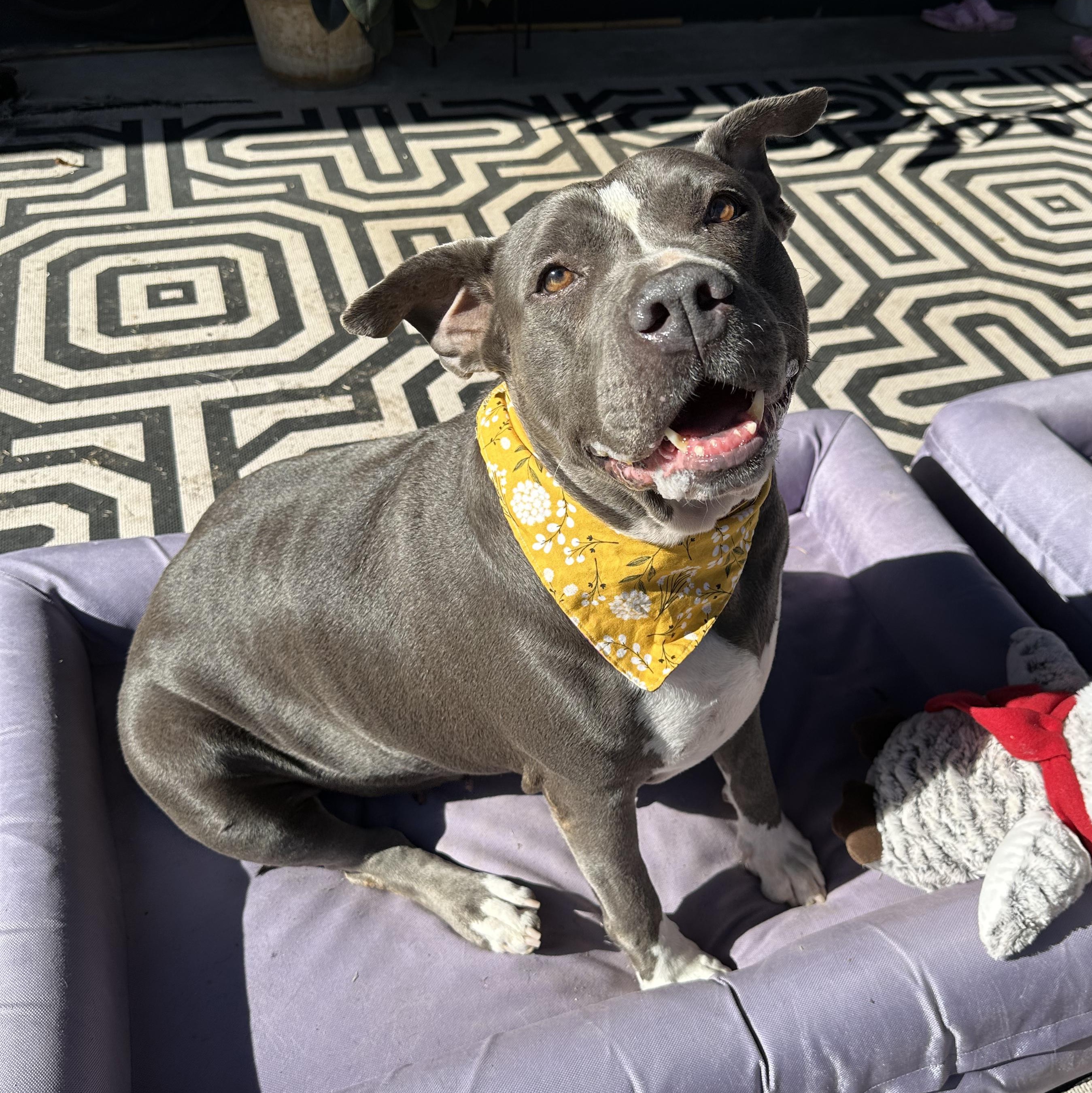 Enlarge Pebbles, a Adoptable mixed breed in Cincinnati, OH image 1/6