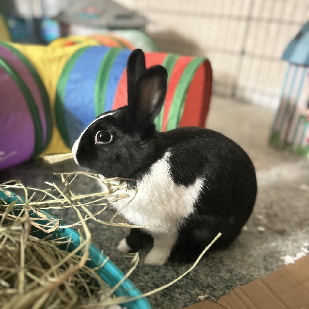 Dora, Adoptable, Adult Female Dutch.