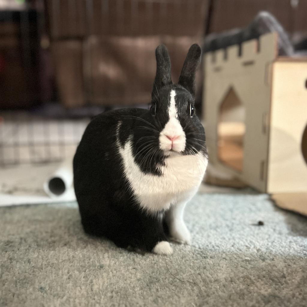Enlarge Dora, a Adoptable Dutch in Miami, FL image 2/6