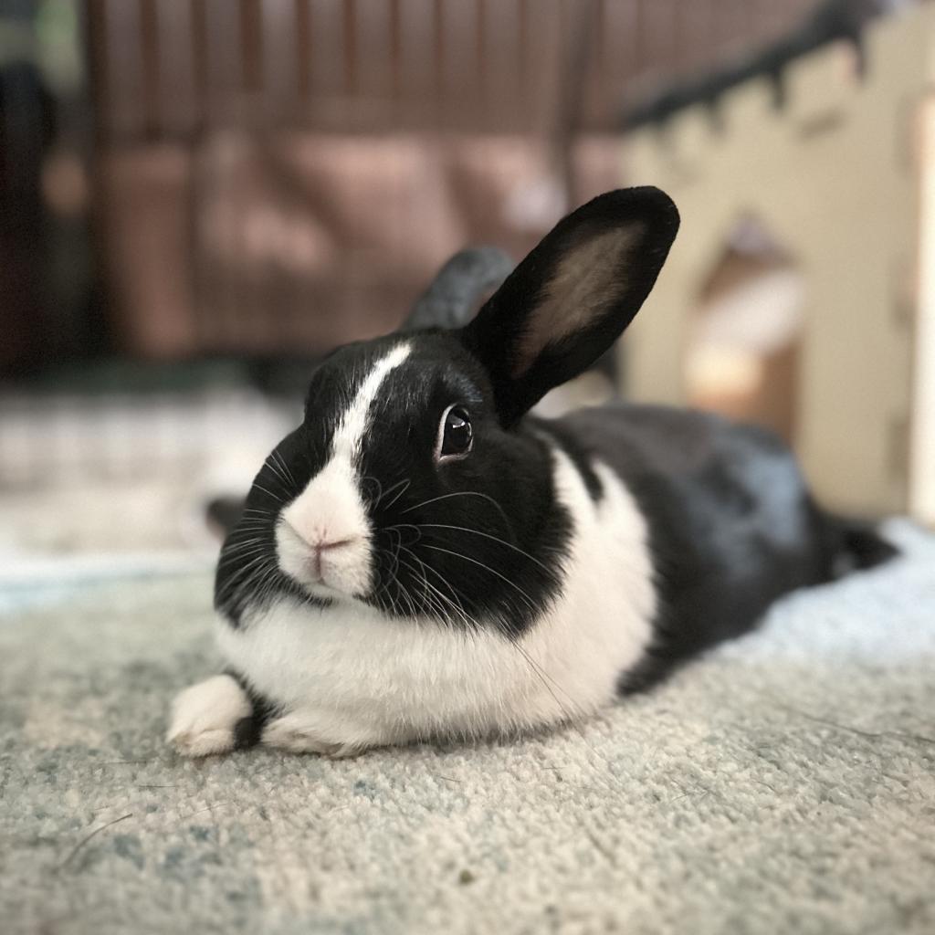 Enlarge Dora, a Adoptable Dutch in Miami, FL image 4/6