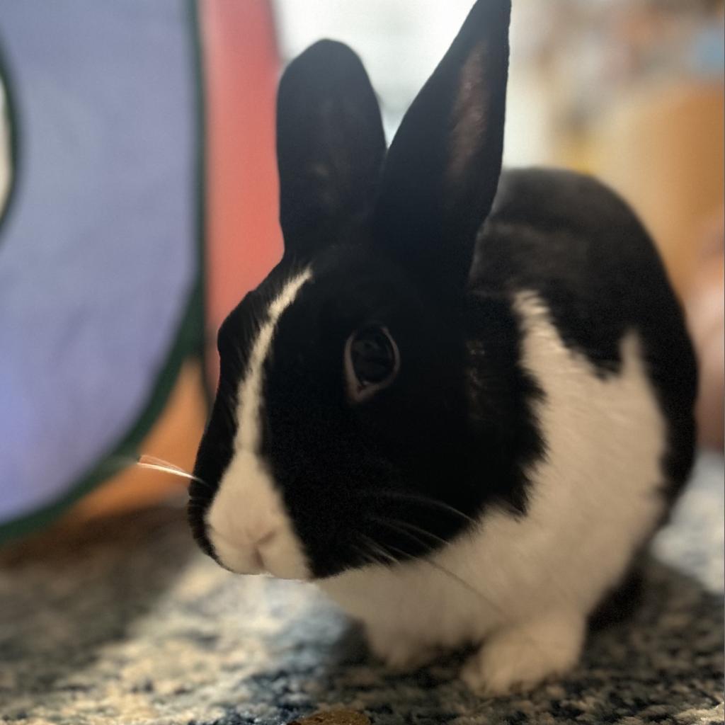 Enlarge Dora, a Adoptable Dutch in Miami, FL image 5/6