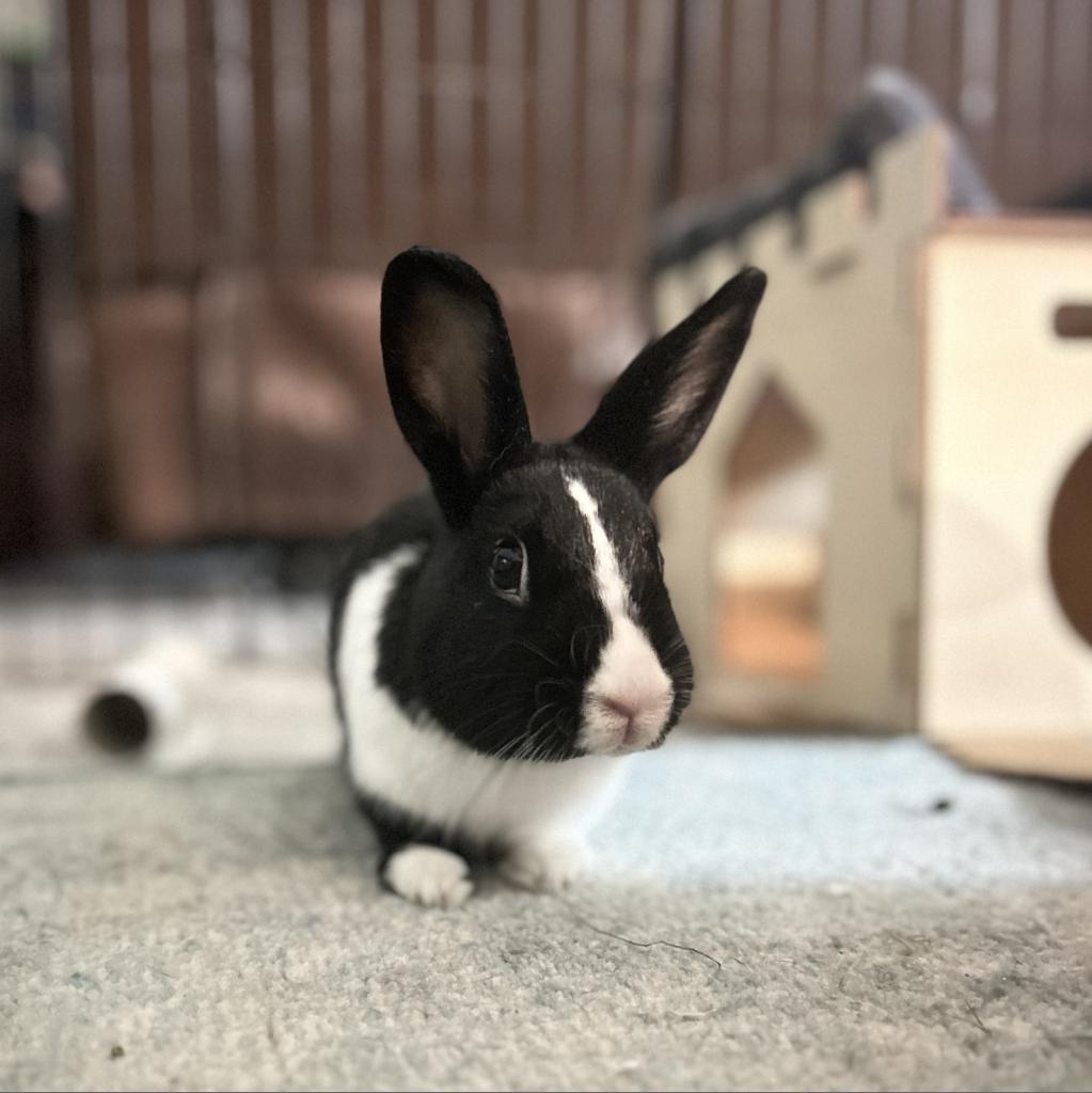 Enlarge Dora, a Adoptable Dutch in Miami, FL image 6/6