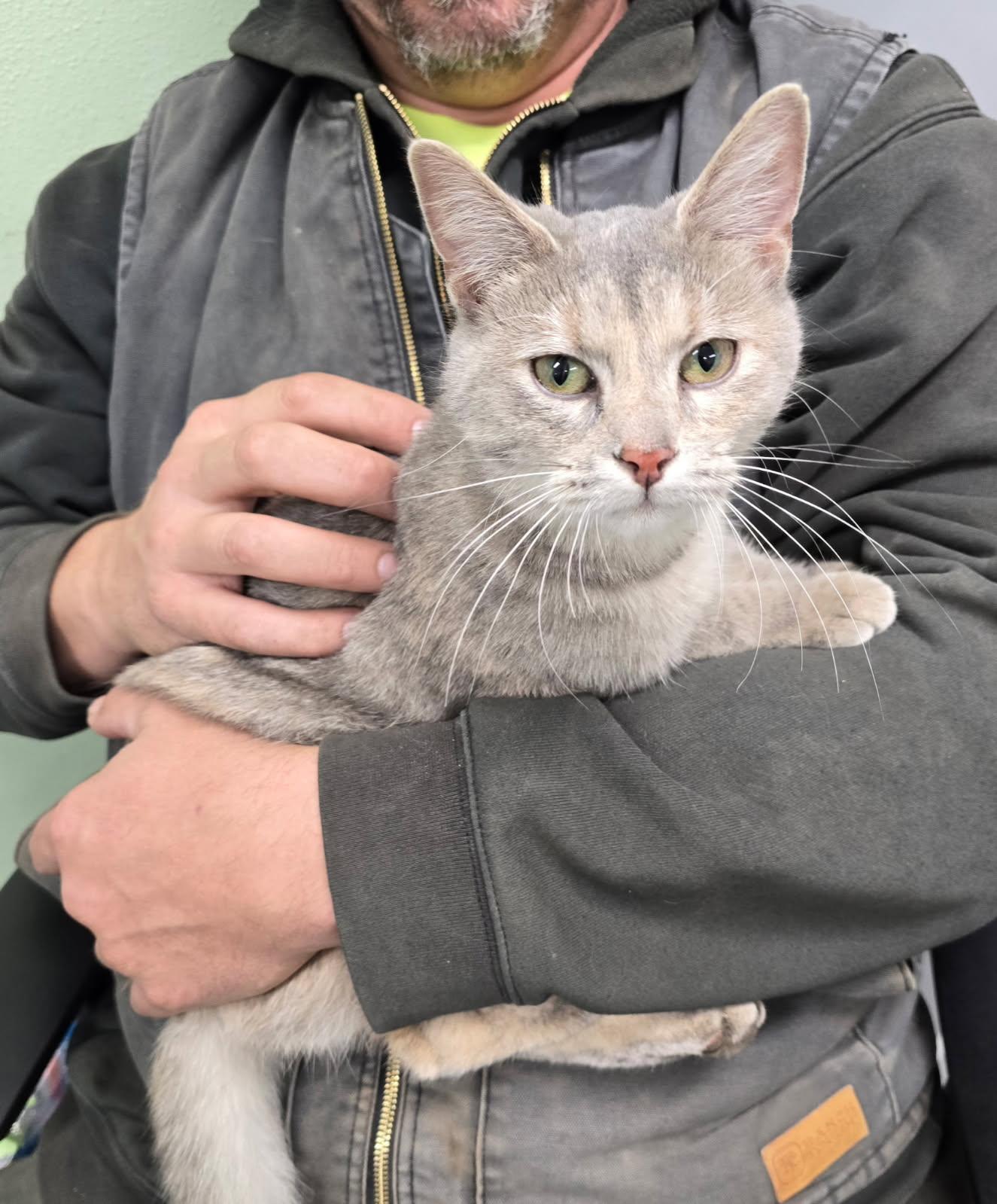 Rose, ADOPTABLE, Young Female Dilute Calico.