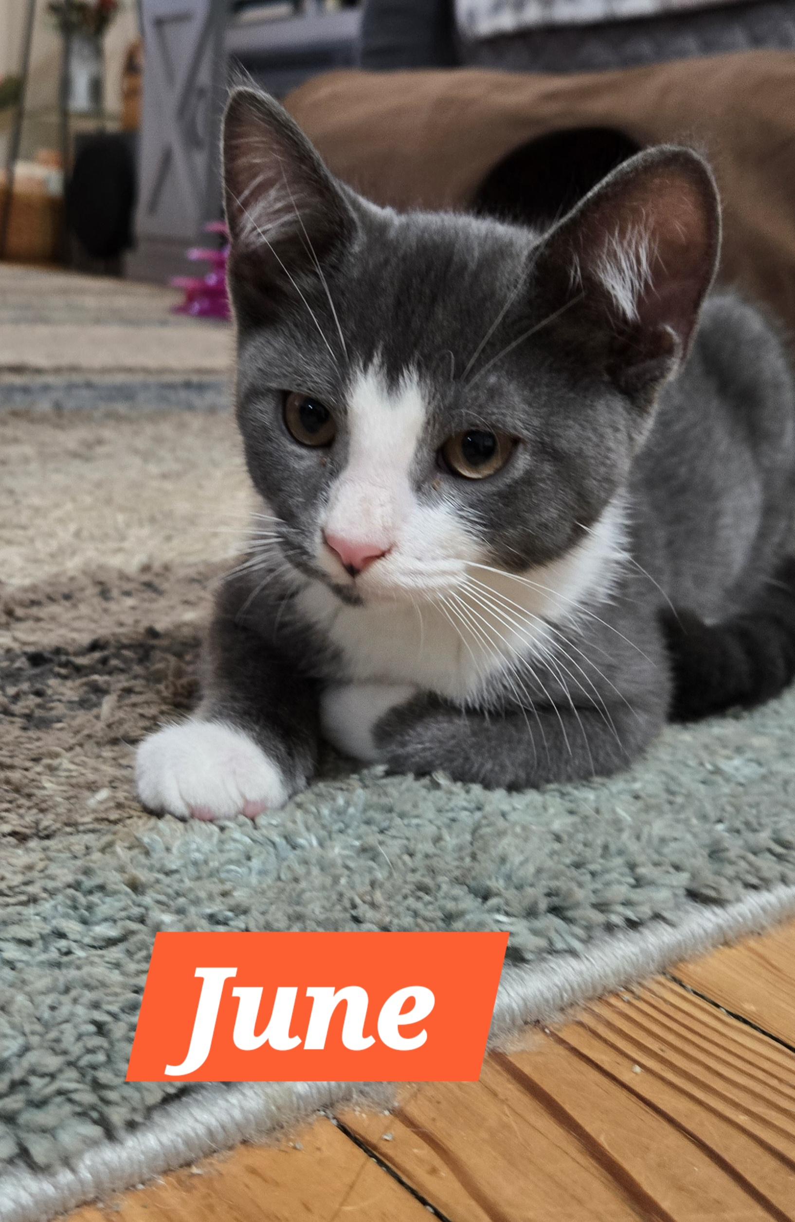 June (In Foster)