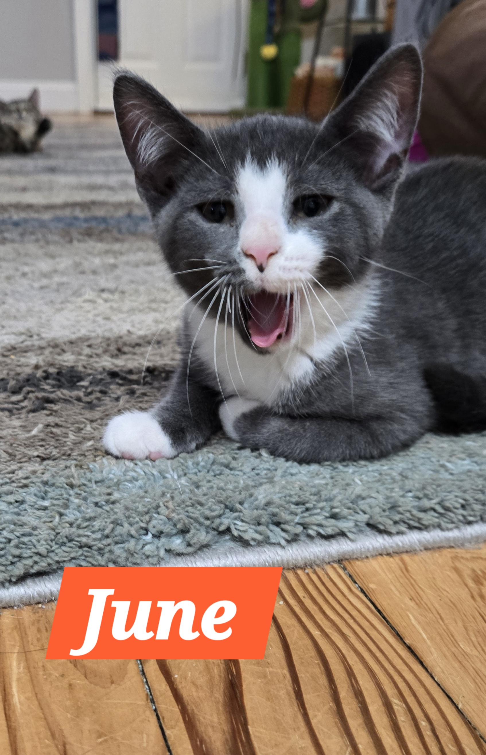 June (In Foster)