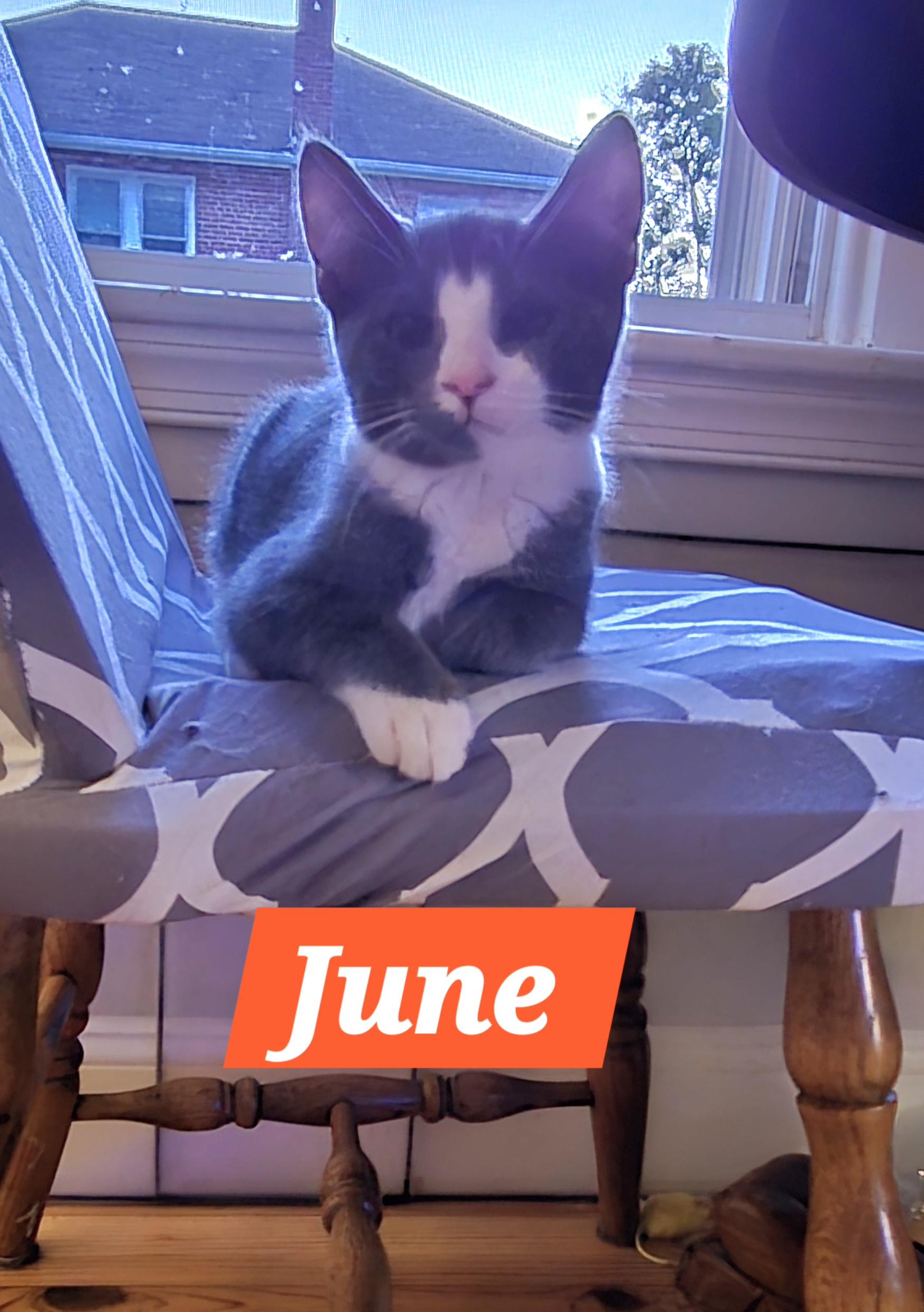 June (In Foster)