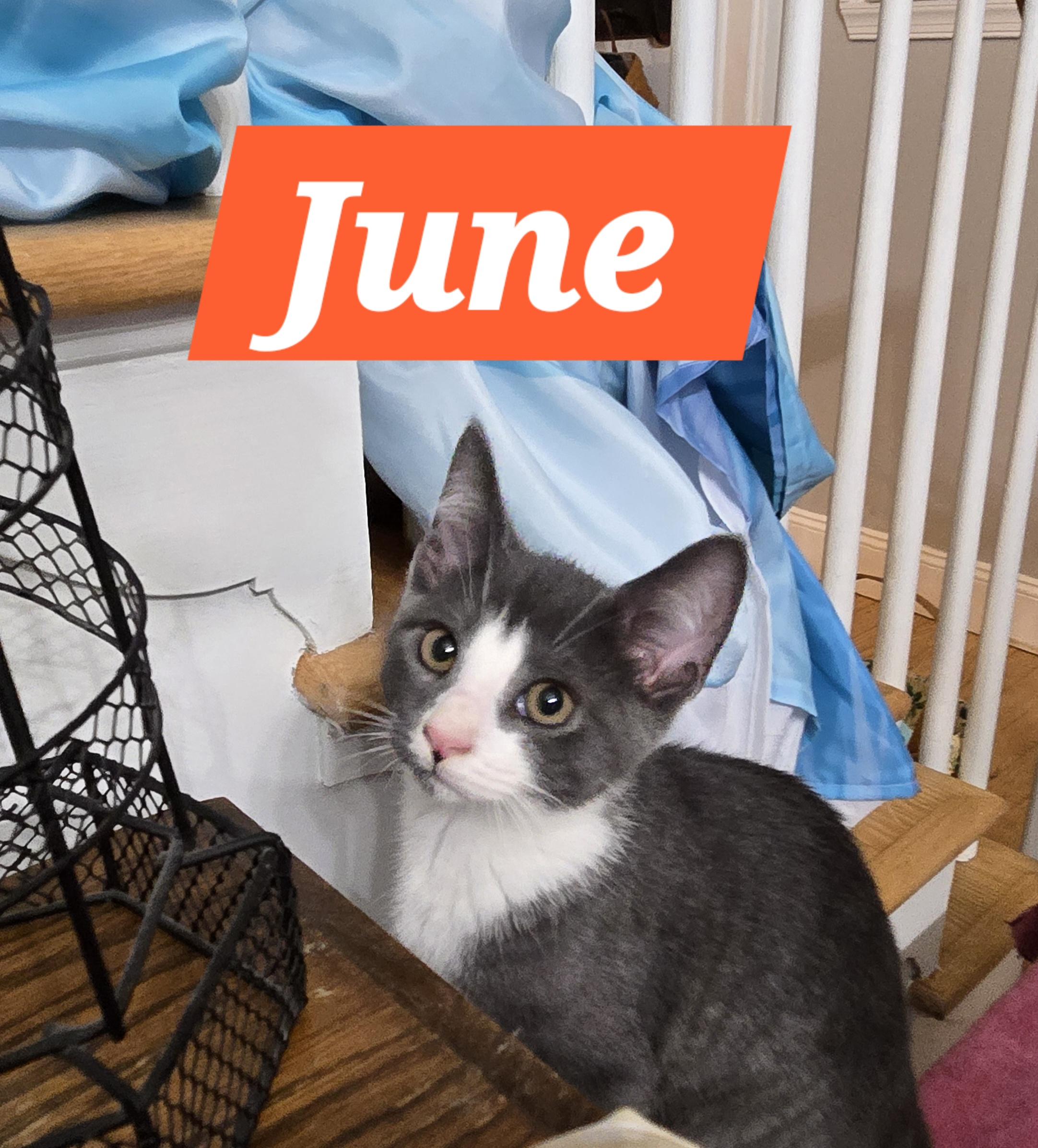 June (In Foster)